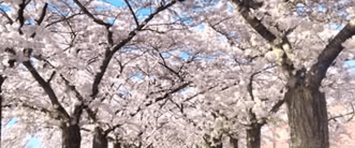 Huis huren in Almere