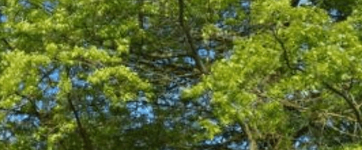 Huis huren in Maastricht