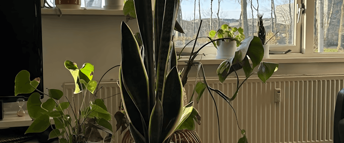 Appartement huren in Utrecht