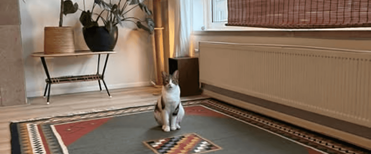 Kamer huren in Amsterdam