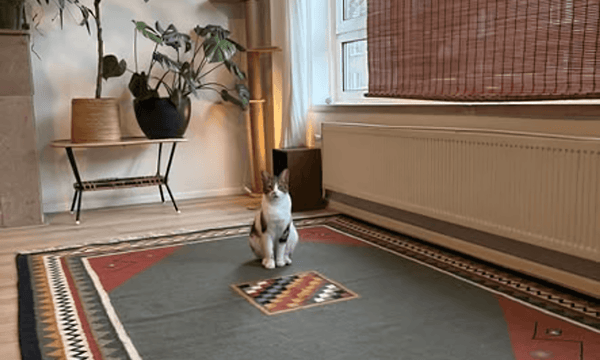 Kamer | 22m² | €1000,-