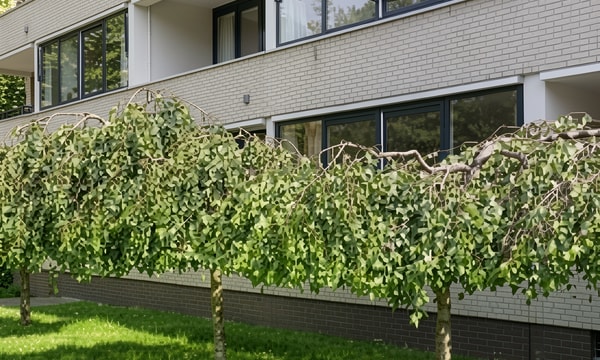 Appartement | 60m² | €1632,-