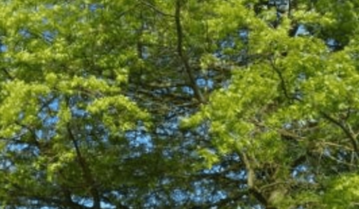 Huis | 115m² | Berceusestraat | €1395,-