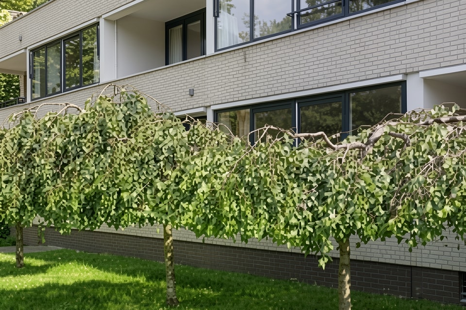 Appartement huren in Laren